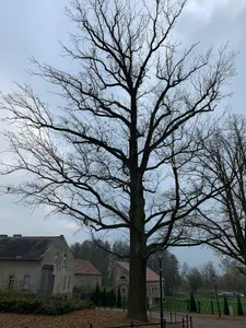 Naturdenkmal Friedenseiche (Baum) O Kirche; Flur 4, Flurstück 485 (hist. 95) in Diedersdorf