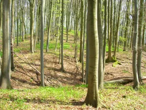 Burgstall Kleiner Hansgörgel