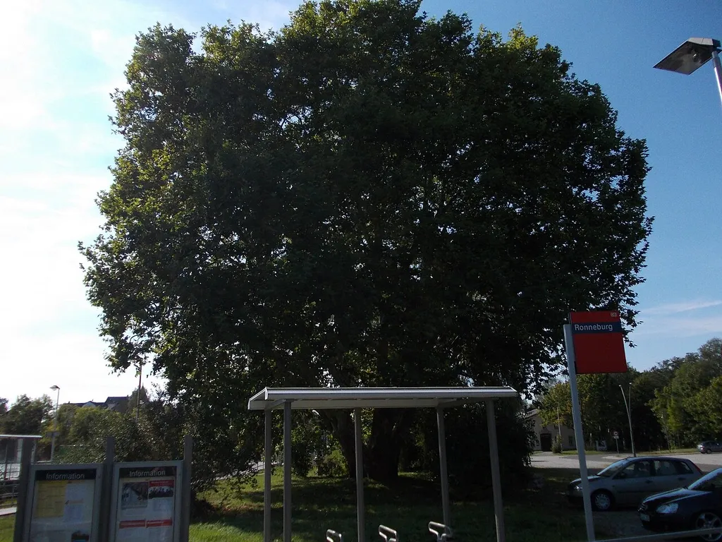 400-year old plane-tree at Ronneburg train station (Greiz district, Thuringia)