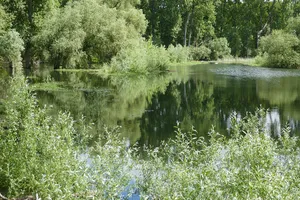 Rheinniederung von Philippsburg bis Mannheim