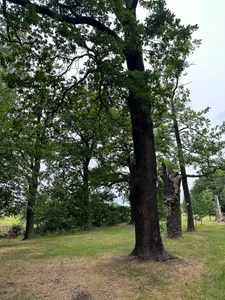 8 Eichen am Nordwestrand des Zeisigbusches Rödern