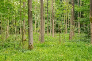 Buchenwälder zwischen Wildburg und Heineberg