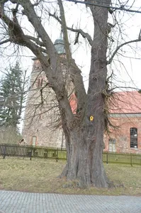 Naturdenkmal Winter-Linde vor der Kirche, Südseite in Groß Schönebeck
