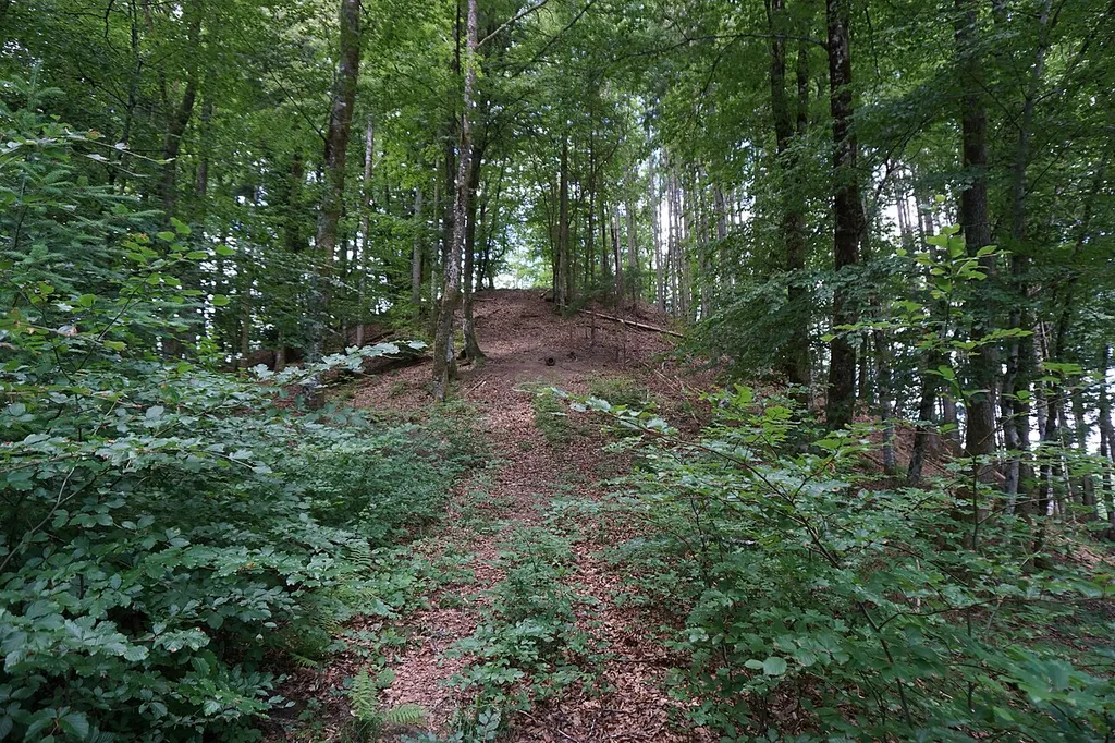 Böschung auf der Ostseite des Burgstalls Bürgle bei Schopfheim-Enkenstein.