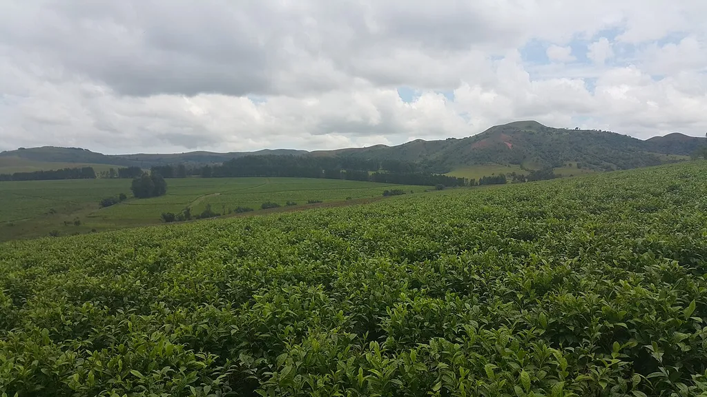 Mambilla Plateau