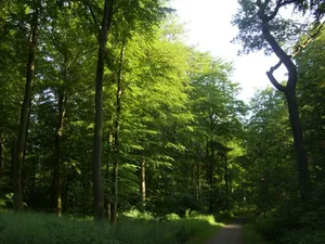 Fleckenshölzer
