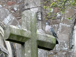 Churchyard cross 3m south of Bradninch church