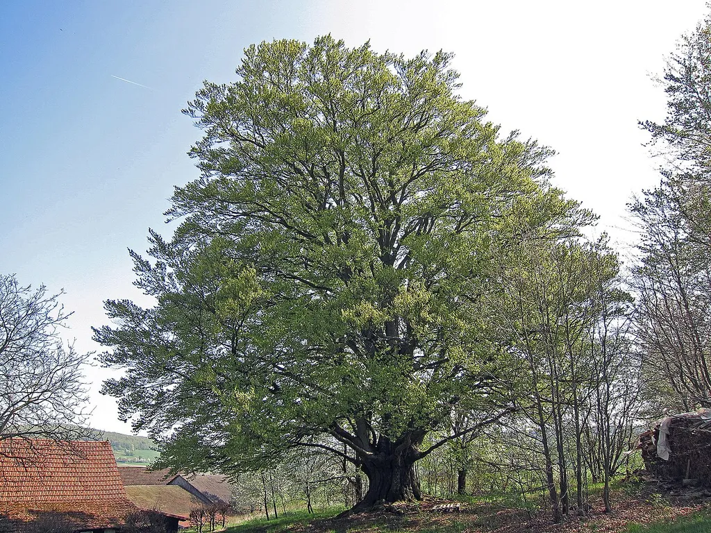 Hannesebuche