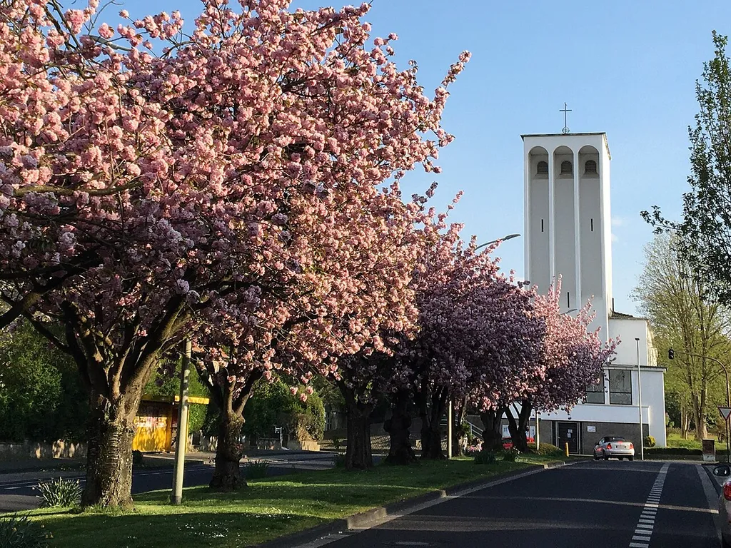Evangelische Erlöserkirche in Übach-Palenberg zur Zeit der Kirschblüte