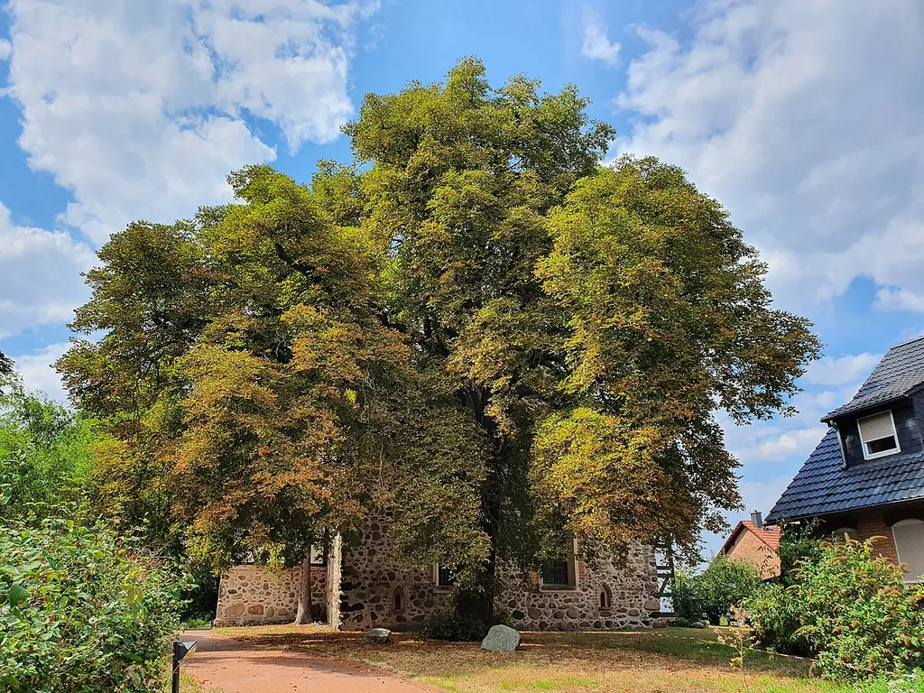 Rosskastanie östlich der Kalkwitzer Dorfkirche in Brandenburg. Der Baum ist als Naturdenkmal eingetragen.