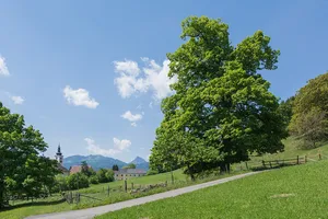 Kirchenbauerlinde