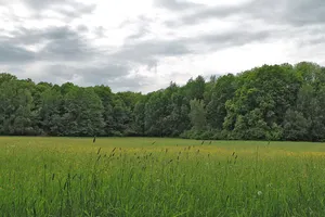 Waldgebiet an der Klosterwiese