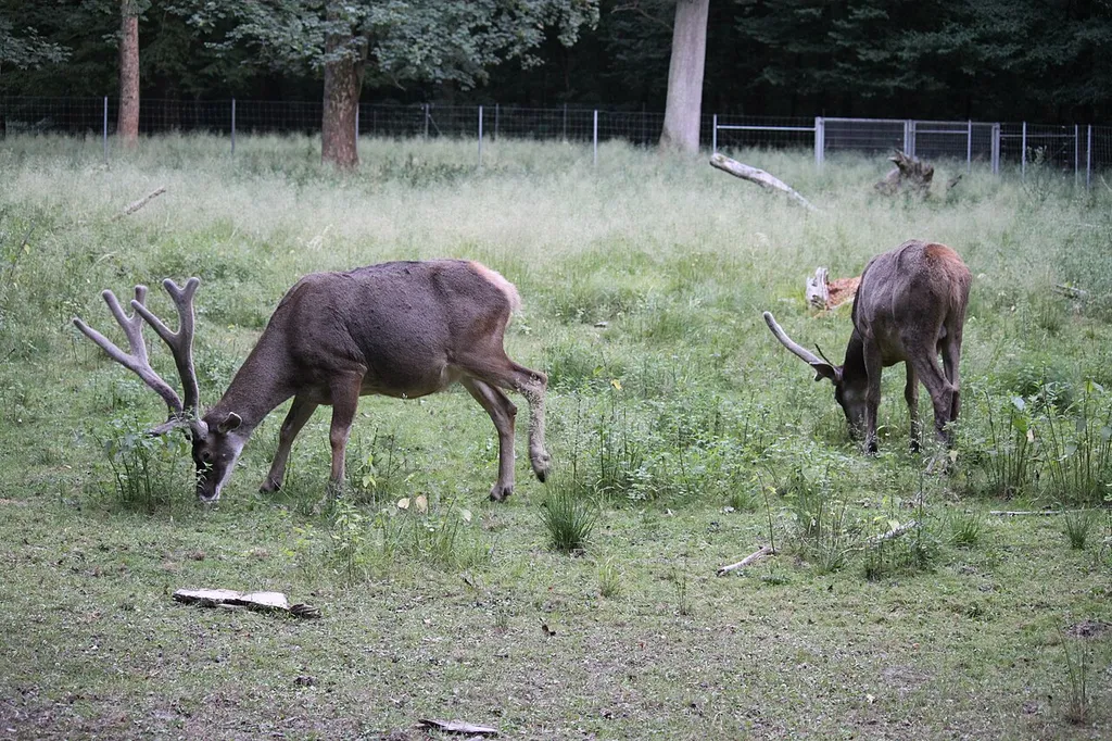 two white-lipped deer, grazing, one in profile, one from behind
