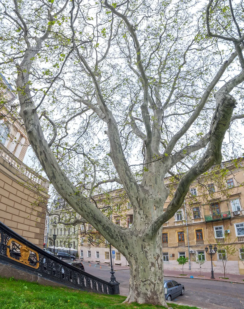 London Plane near the Odesa Opera