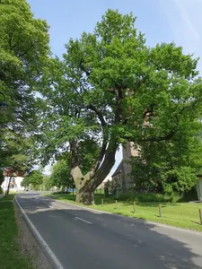 Stiel-Eiche an der Kirche
