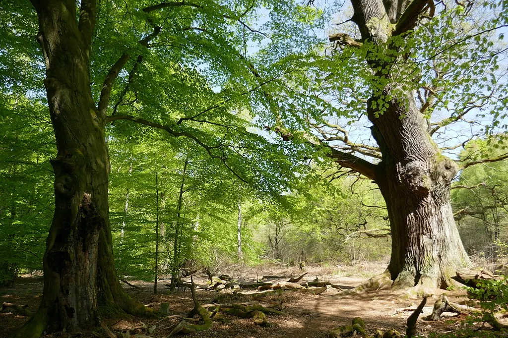 Alte Hutebäume (Eiche, Rotbuche) im Naturschutzgebiet „Urwald Sababurg“ im Reinhardswald, dem ältesten Naturschutzgebiet Hessens