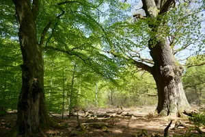 Urwald Sababurg