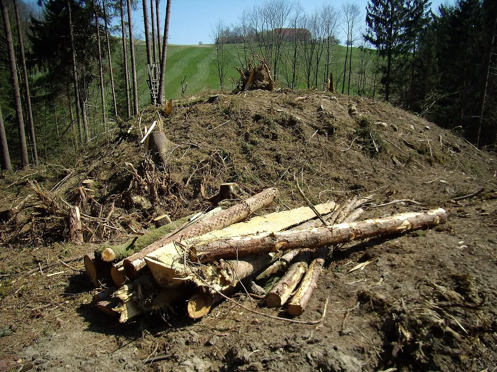 Burgstall Mühlberg nach der Wurzelstockrodung