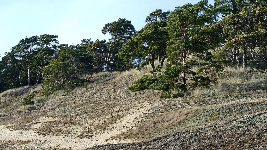 Im Biosphärenreservat Flusslandschaft Elbe befinden sich die Elbtaldünen bei Klein Schmölen. Es gibt großflächig offene Bereiche und Sand-Trockenrasen, aber aufgrund der Aufforstung ab 1860 wächst hier auch die Wald-Kiefer (Pinus sylvestris).