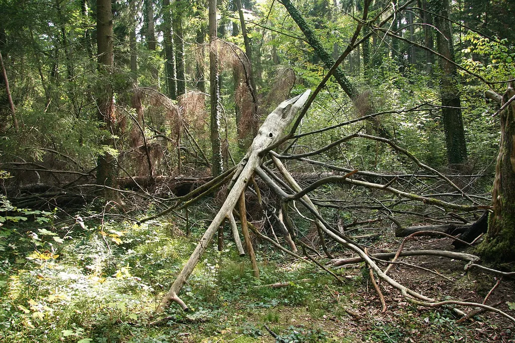 Eibenwald bei Paterzell