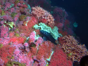 Cordell Bank National Marine Sanctuary