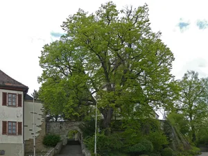 1 Linde bei der Kirche