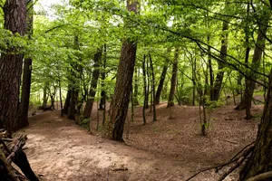 Rinderburg