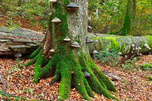 Dürrenstein