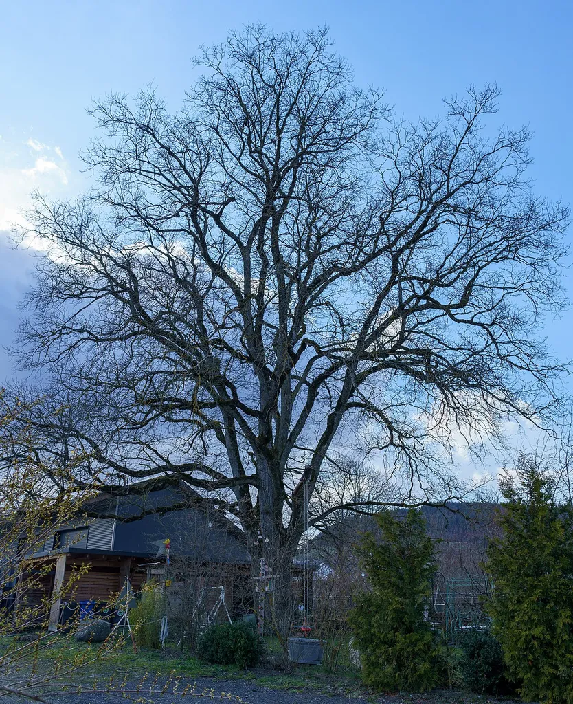 Old Elm tree in Mühlheim an der Donau. German natural monument LUBW 83270360013 - "Ulme beim Bahnhof"