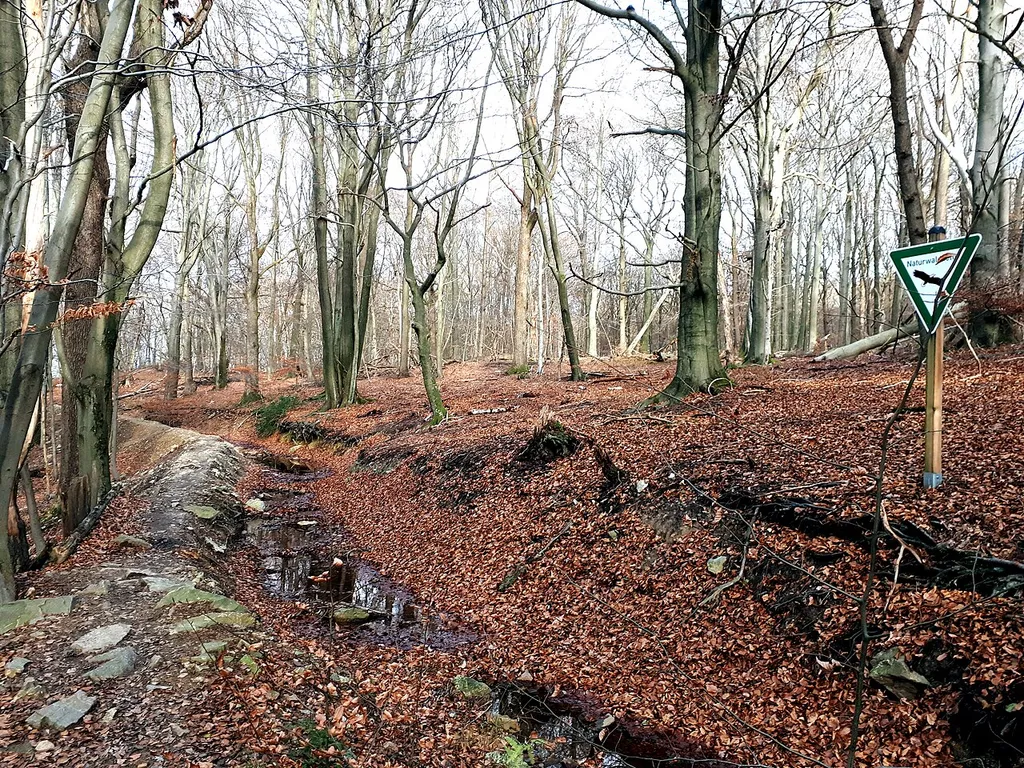 Naturwaldzelle Kreitzberg am Hasselbachgraben