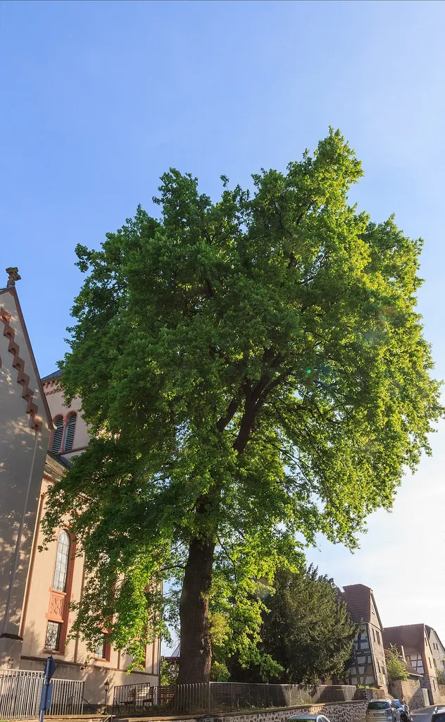 Büdingen, Eiche (Quercus sp.) nördlich der Kirche in Eckartshausen. Schutzgrund: Großer, stark ortsbildprägender Einzelbaum mit besonders großer Krone. Naturdenkmal Nr. 440.262