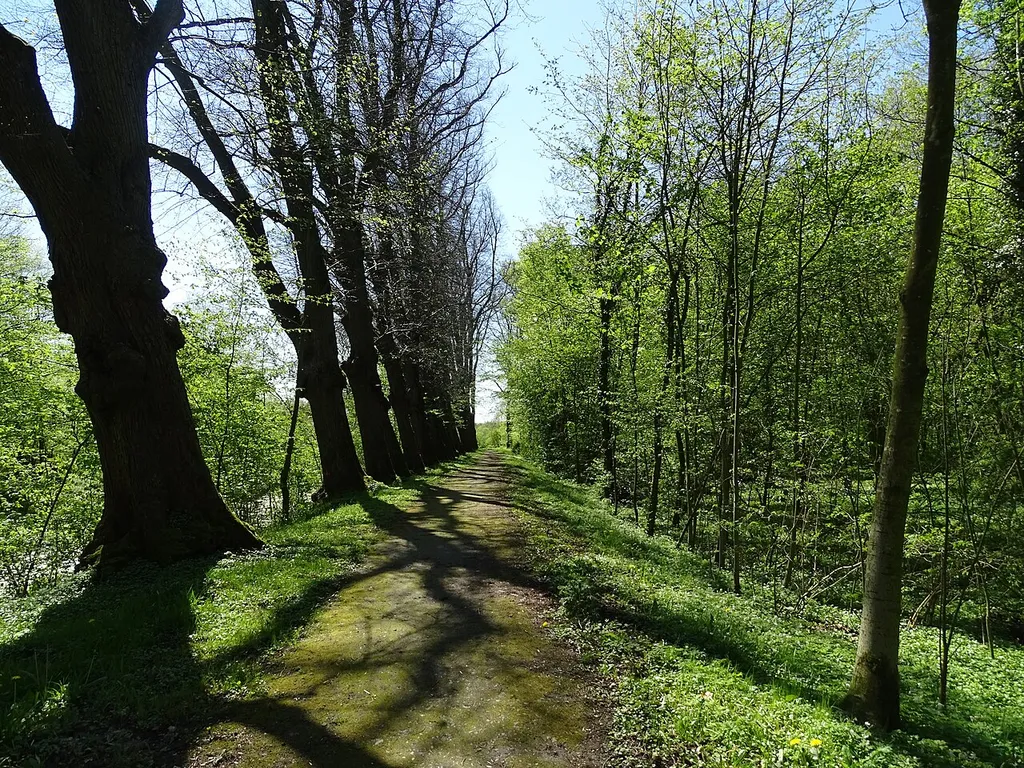 Eine Allee im Landschaftsschutzgebiet Burg Kniphausen bei Fedderwarden, Landkreis Wilhelmshaven, Niedersachsen