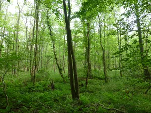 Bruchwald bei Ehrenburg