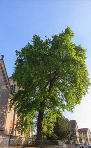 Eiche an der Kirche