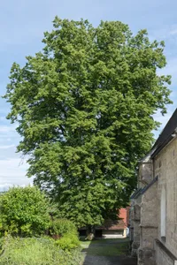 Kirchenlinde in Kematen