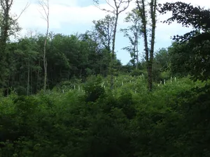 Östlicher Teutoburger Wald (LP Bielefeld-Ost)