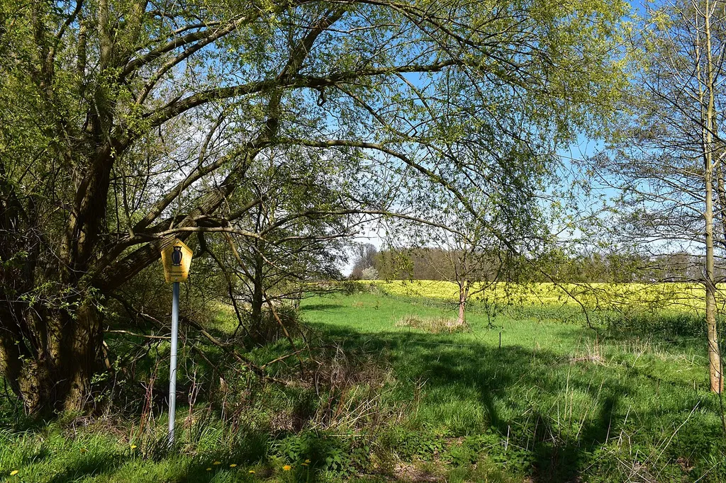 Renaturierter Teich in Frankenau, Mittelsachsen