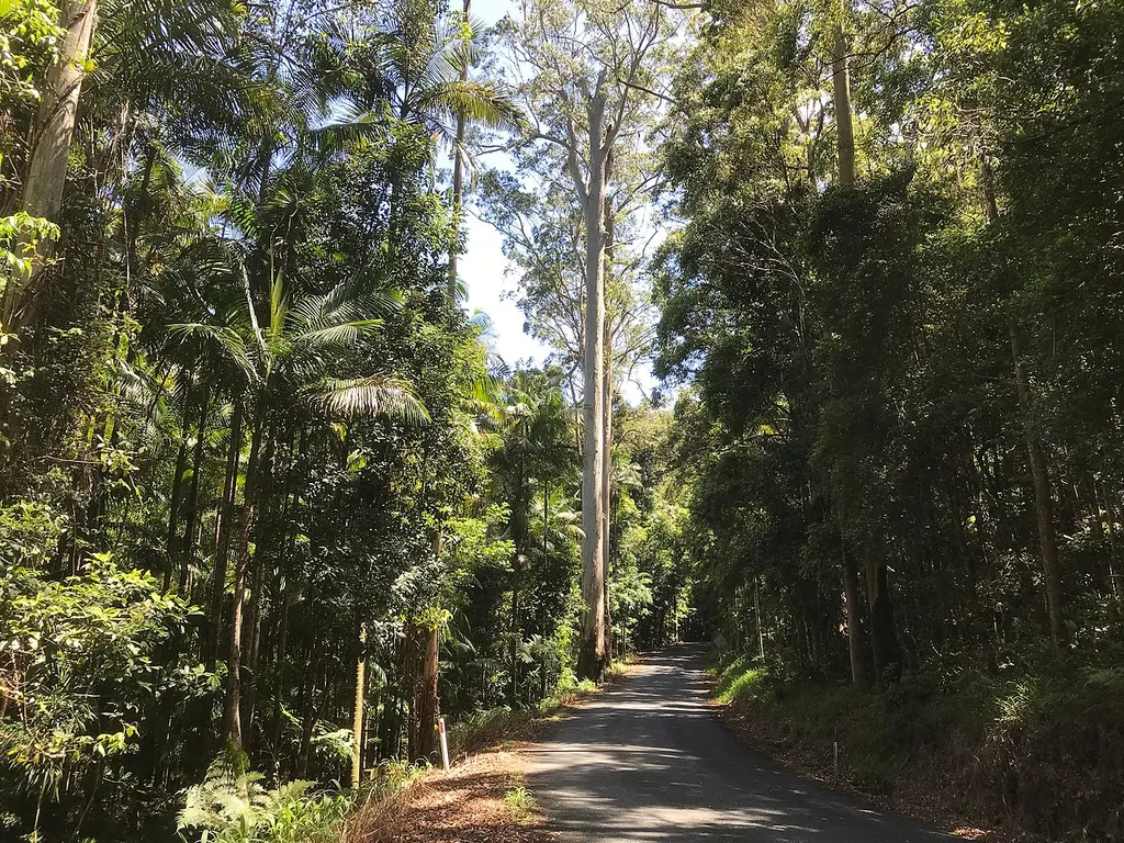 Photo taken on Bruxner Park Road, Korora, heading north west.