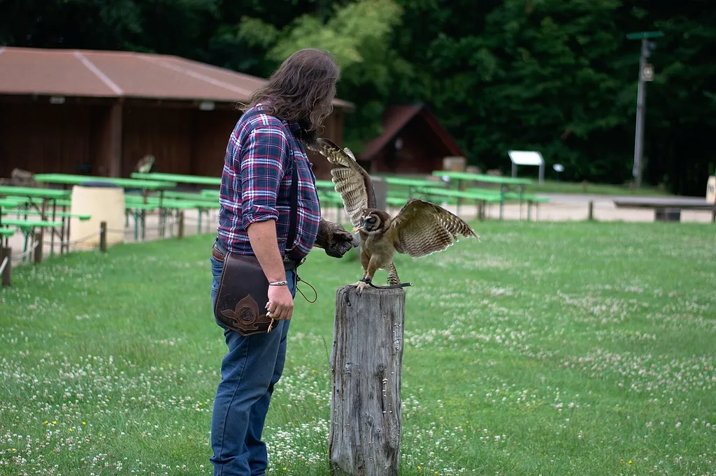 A brown wood owl (Strix leptogrammica) at a bird's show in the Zoo Neunkirchen. The owl is eating a dead chick from the hand of a man. During this the owl spreads its wings.