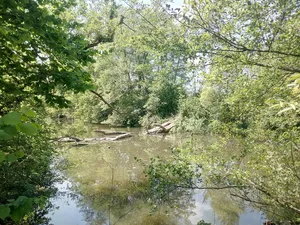Neuburger Altrhein, westlicher Teil