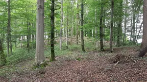 Burg Törring