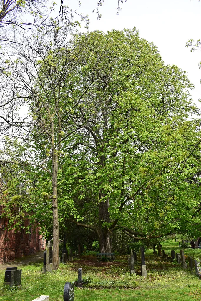 Naturdenkmal 3-6/B, Gewöhnliche Rosskastanie, Prenzlauer Allee 1, Friedhof der St. Marien- und der St. Nicolai-Kirchengemeinde, Bezirk Berlin-Pankow.