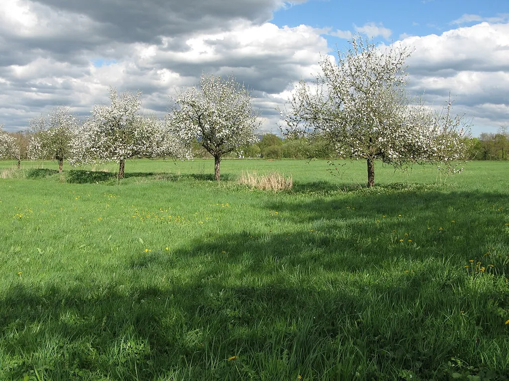 Freiburger Rieselfeld
