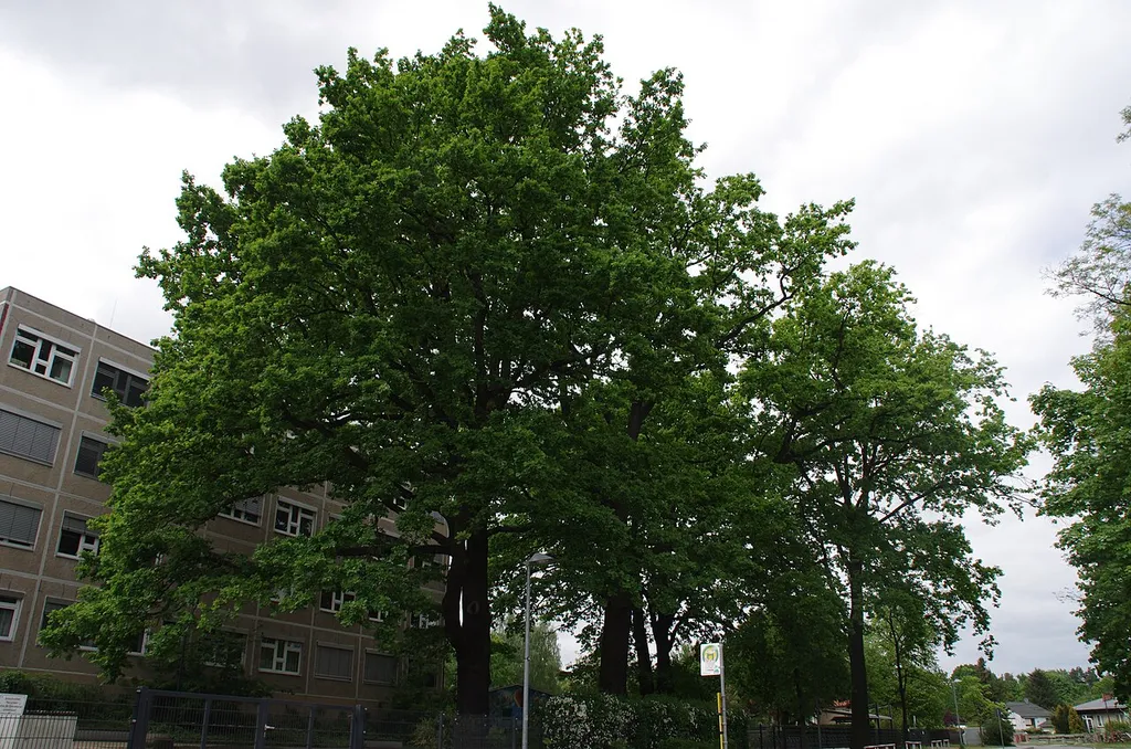 Naturdenkmal Stieleiche (Quercus robur) (Baumgruppe) 0,6 km NW Bahnhof, Triftstraße/Rangsdorfer Straße, vor Schule; Flur 5, Flurstück 201 in Dabendorf
