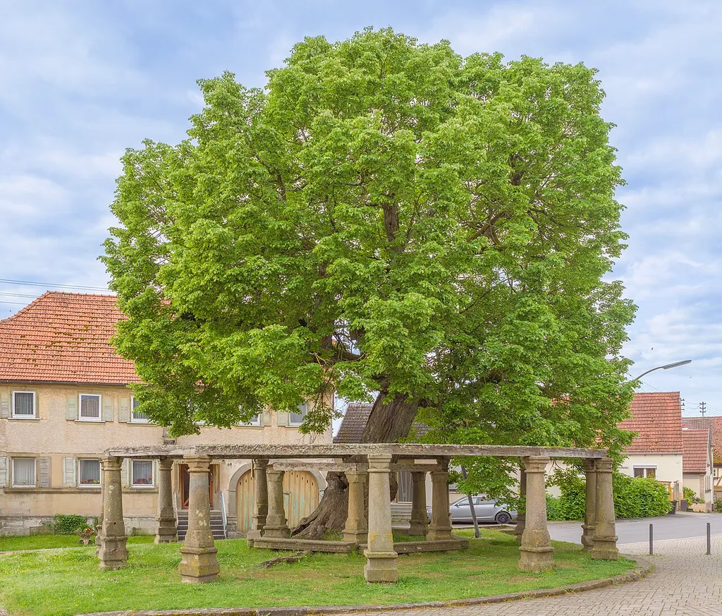 Naturdenkmal 678.N.51 "Linde vor der Kirche, Sommerlinde, 'Dorflinde'" (auch "Gerichtslinde"); Baudenkmal D-6-78-181-58 "Dorflinde mit Unterbau aus Sandsteinsäulen mit Sockel und Kapitel, Inschriftentafel, bez. 1719"; in Birnfeld, Stadtlauringen, Landkreis Schweinfurt