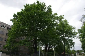 Naturdenkmal Stieleiche (Quercus robur) (Baumgruppe) 0,6 km NW Bahnhof, Triftstraße/Rangsdorfer Straße, vor Schule; Flur 5, Flurstück 201 in Dabendorf
