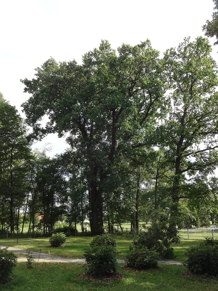 als Naturdenkmal geschützte Stieleiche am Kirchenzaun in Bronkow