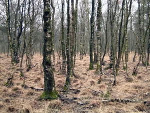 Dörgener Moor