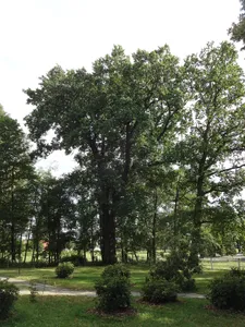 Naturdenkmal Stieleiche