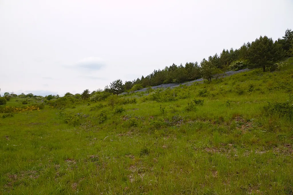 Blick in westlicher Richtung aus einer Tallage hinauf in der Hutelandschaft Altranft-Sonnenburg